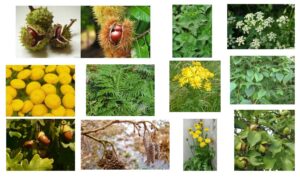 Workshop: Een bos vol kleur