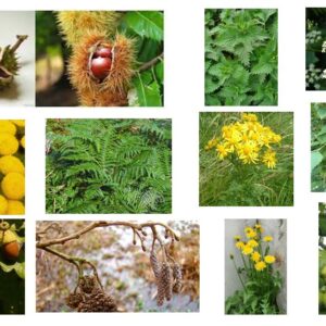 Workshop: Een bos vol kleur